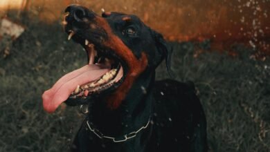 public complaint alerts summary